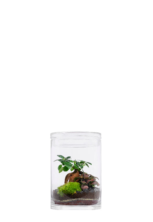 Garden M biotope