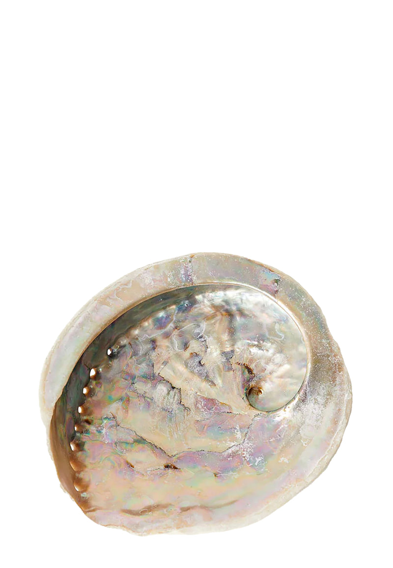 Abalone Muschel