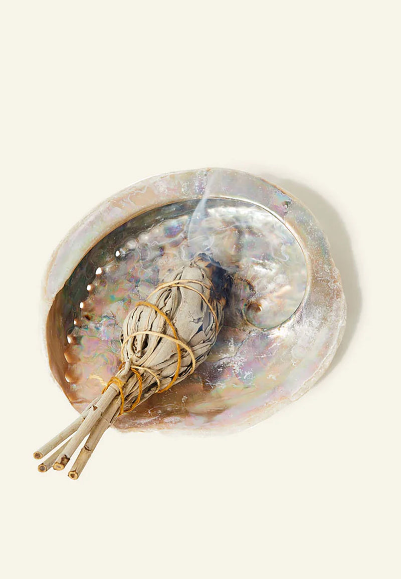 abalone skal